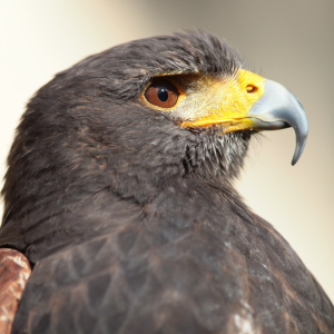 Bild-Nr: 10691363 Wüstenfalke Erstellt von: FotoDeHRO