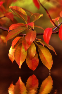 Bild-Nr: 10692253 Herbstblätter Erstellt von: Atteloi