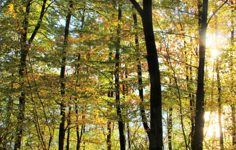 Bild-Nr: 10693087 Herbstzeichen Erstellt von: falconer59