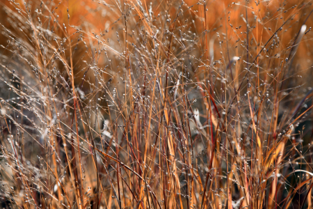 Bild-Nr: 10694833 Indian Summer Erstellt von: Renate Knapp