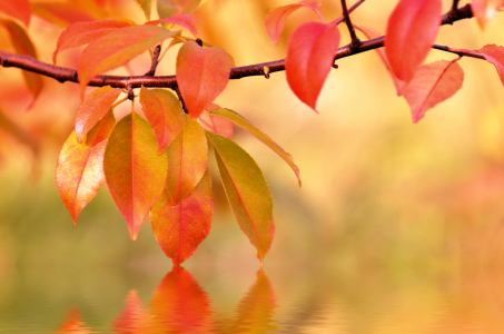 Bild-Nr: 10695137 Herbstblätter Erstellt von: Atteloi