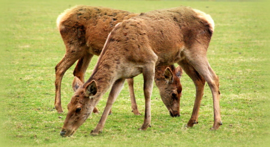 Bild-Nr: 10696119 Rotwild Erstellt von: GUGIGEI