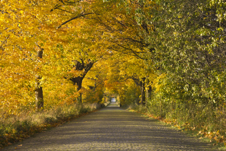 Bild-Nr: 10697115 Herbststrasse Erstellt von: uwekantz