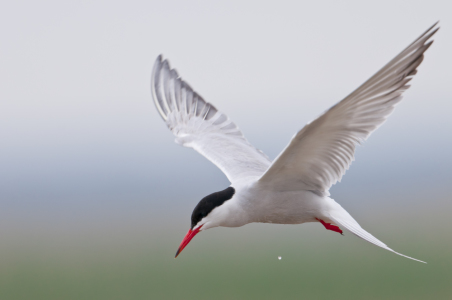 Bild-Nr: 10697779 Seeschwalbe im Flug Erstellt von: cibo