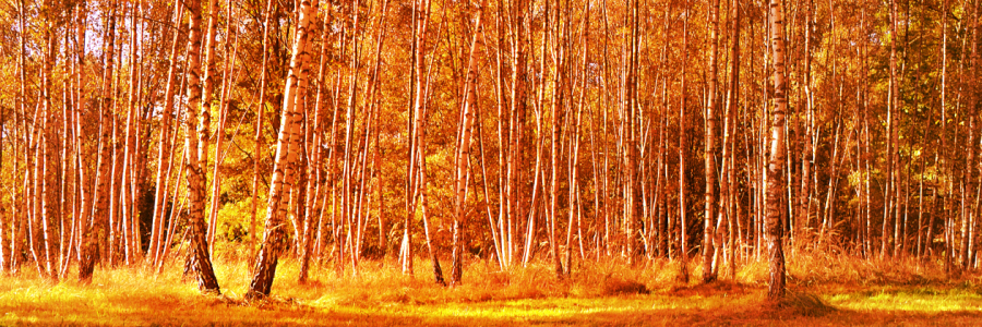 Bild-Nr: 10698271 Herbst Erstellt von: Atteloi