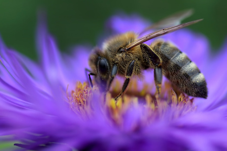 Bild-Nr: 10698633 Blütenrausch Erstellt von: youhaveadream