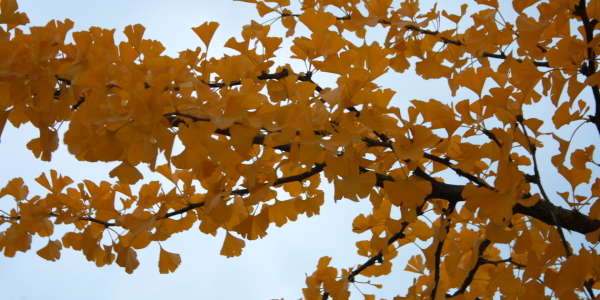 Bild-Nr: 10700053 Panorama Ginkgobaum Erstellt von: Knibbli