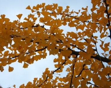 Bild-Nr: 10700077 Ginkgobaum Goldherbst Erstellt von: Knibbli