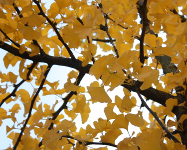 Bild-Nr: 10700099 Ginkgobaum Geäst Erstellt von: Knibbli