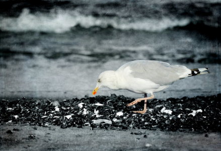 Bild-Nr: 10700229 Gierige Möwe Erstellt von: Heike  Hultsch