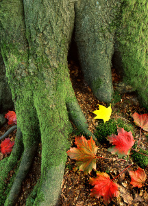 Bild-Nr: 10700283 Baumwurzel im Herbst Erstellt von: A-Grotehans