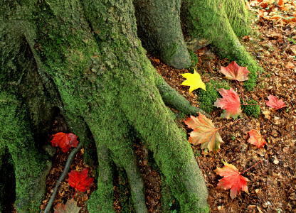 Bild-Nr: 10700293 Baumwurzel im Herbst Erstellt von: A-Grotehans