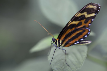 Bild-Nr: 10700323 Schmetterling Erstellt von: Klaus Kehrls