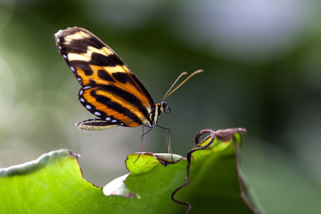 Bild-Nr: 10700335 Schmetterling Erstellt von: Klaus Kehrls