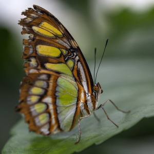 Bild-Nr: 10700497 Butterfly Erstellt von: Klaus Kehrls