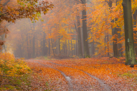 Bild-Nr: 10700673 Herbststimmung im Buchenwald Erstellt von: mariohagen