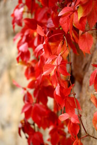 Bild-Nr: 10701827 Die schönsten Farben des Herbstes - 4 - Erstellt von: Heike Hultsch
