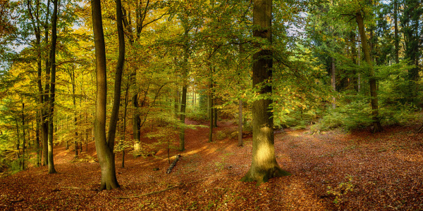 Bild-Nr: 10701905 Herbstwald Erstellt von: Klaus Kehrls