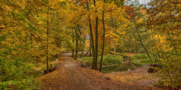 Bild-Nr: 10701911 Herbst Erstellt von: Klaus Kehrls