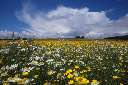 Bild-Nr: 10702069 Blumenwiese mit Gewitterwolke Erstellt von: stute