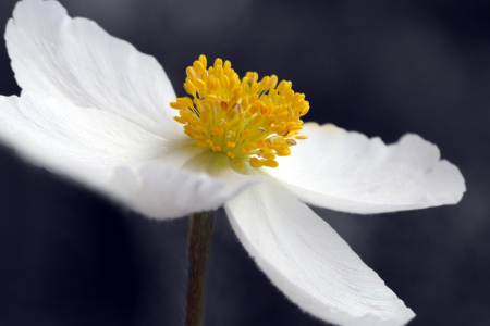 Bild-Nr: 10702369 Anemone Erstellt von: Gerhard Albicker