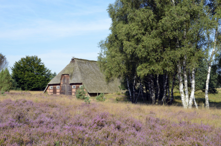 Bild-Nr: 10702375 lüneburger heide Erstellt von: bessi