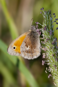 Bild-Nr: 10703733 Schmetterling Erstellt von: Fotoart-Bobby