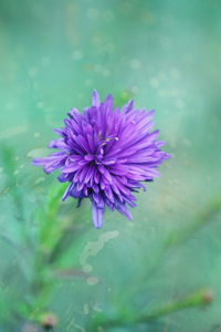 Bild-Nr: 10704573 Fantasy Garden - Lilac Beauty Erstellt von: syoung-photography
