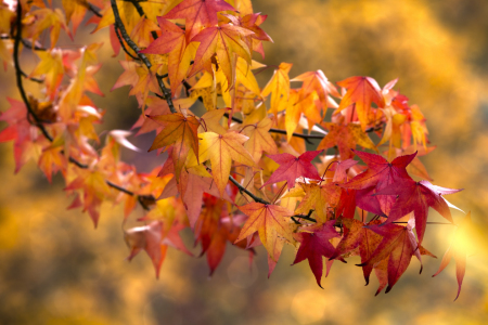 Bild-Nr: 10705009 Herbstzeitlosbunt Erstellt von: Thomas Herzog