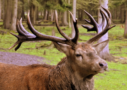 Bild-Nr: 10705105 Platzhirsch Erstellt von: GUGIGEI