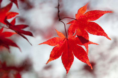 Bild-Nr: 10706297 Leuchtkraft des Herbstes Erstellt von: Marita Kuhlmann