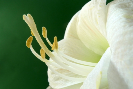 Bild-Nr: 10712175 Amaryllis Erstellt von: Rolf Eschbach