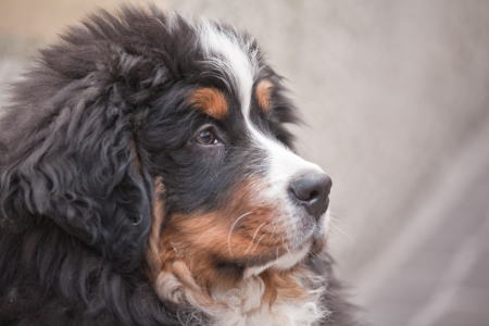 Bild-Nr: 10713019 Berner Sennenhund Erstellt von: EderHans