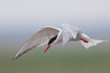 Bild-Nr: 10713035 Seeschwalbe elegant im Flug Erstellt von: cibo