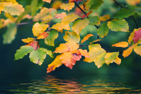 Bild-Nr: 10713875 Herbstlaub Erstellt von: FotoDeHRO