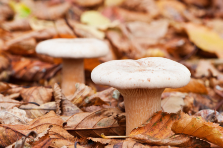 Bild-Nr: 10714411 Zwei Männlein im Herbstlaub Erstellt von: fefufoto