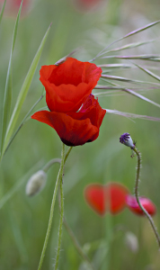 Bild-Nr: 10715379 Poppy in Red VIII Erstellt von: MonikaIburg