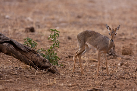 Bild-Nr: 10715895 Dik-Dik Erstellt von: Thomas Herzog