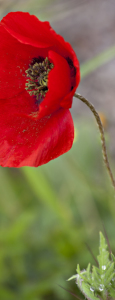 Bild-Nr: 10716783 Poppy in Red IX Erstellt von: MonikaIburg