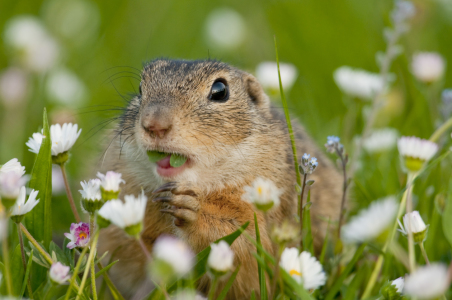 Bild-Nr: 10716857 Europäisches Ziesel (Spermophilus citellus) - European ground squirrel Erstellt von: cibo