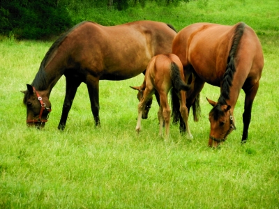 Bild-Nr: 10717395 In Familie Erstellt von: Atina-S