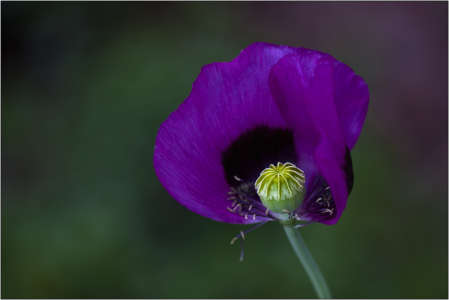 Bild-Nr: 10719851 Poppy Purpur  Erstellt von: MonikaIburg