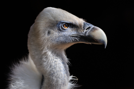 Bild-Nr: 10720433 Gänsegeier Erstellt von: johafoto