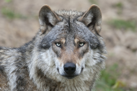 Bild-Nr: 10720627 Wolf - schau mir in die Augen Erstellt von: cibo