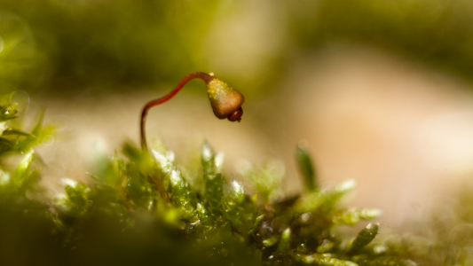 Bild-Nr: 10724353 Micro Welt ... Stein Moos Blüten Frucht Kopf nur ca. 2mm Erstellt von: Knibbli