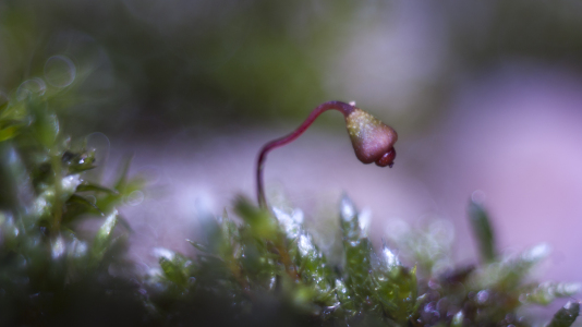 Bild-Nr: 10724361 Micro - Kosmos ... Stein Moos Blüten Frucht Kopf nur ca. 2mm Erstellt von: Knibbli