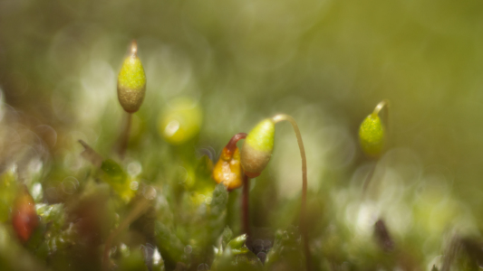 Bild-Nr: 10724373 Micro Traumwelt Träumereien ... Stein Moos Blüten Frucht Kopf nur ca. 2mm Erstellt von: Knibbli