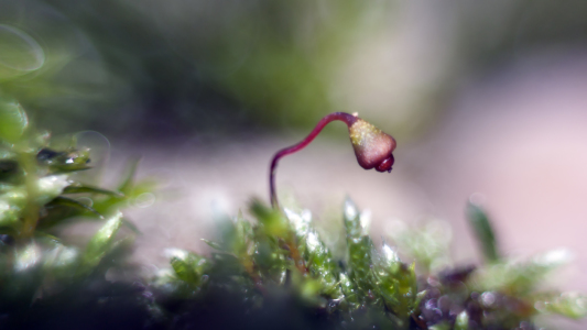 Bild-Nr: 10725409 BUNTE TRAUM MICRO WELTEN IM NEBEL ... Stein Moos Blüten Frucht Kopf nur ca. 2mm Erstellt von: Knibbli