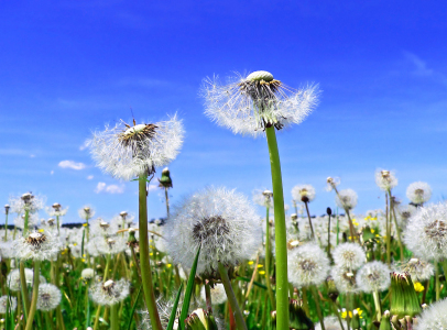 Bild-Nr: 10725563 Pusteblumenwiese Erstellt von: SusaZoom