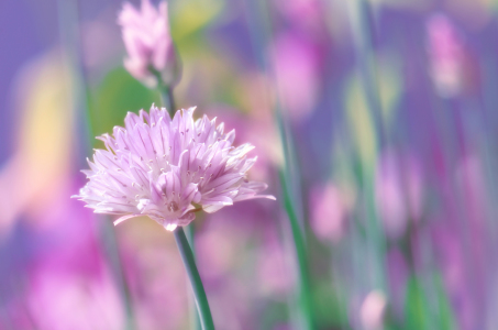 Bild-Nr: 10725699 Schnittlauchblüte  Erstellt von: Atteloi